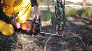  Mansfield, OH Tree Removal and Landscaping Services Pros